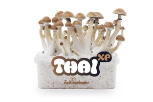 100% Mycelium Thai - FreshMushrooms Paddo groeikit 1200cc